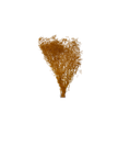 Mini Gipsophile