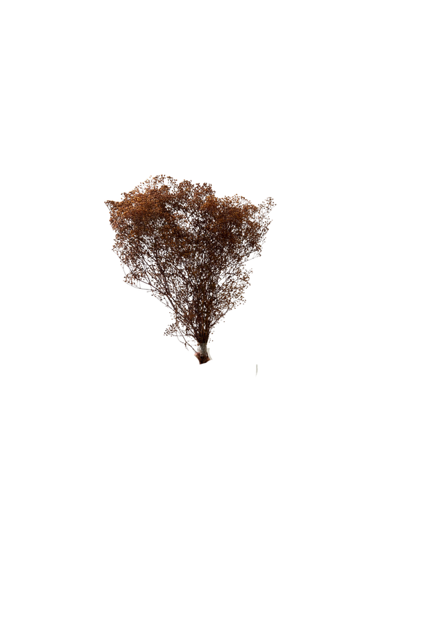 Mini Gipsophile