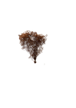 Mini Gipsophile