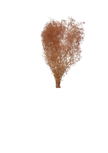 Mini Gipsophile
