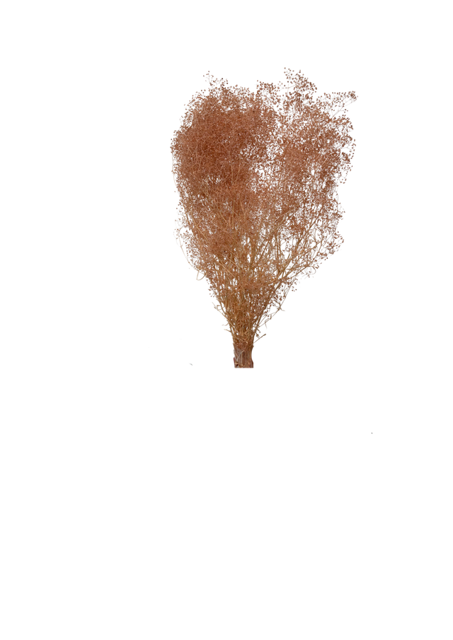 Mini Gipsophile