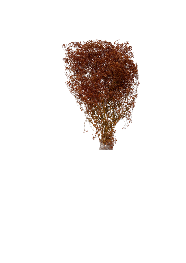 Mini Gipsophile