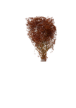 Mini Gipsophile