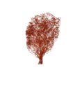 Mini Gipsophile