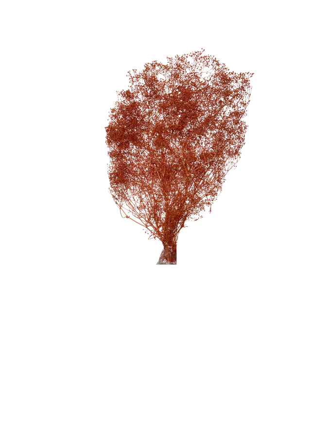 Mini Gipsophile