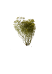 Mini Gipsophile