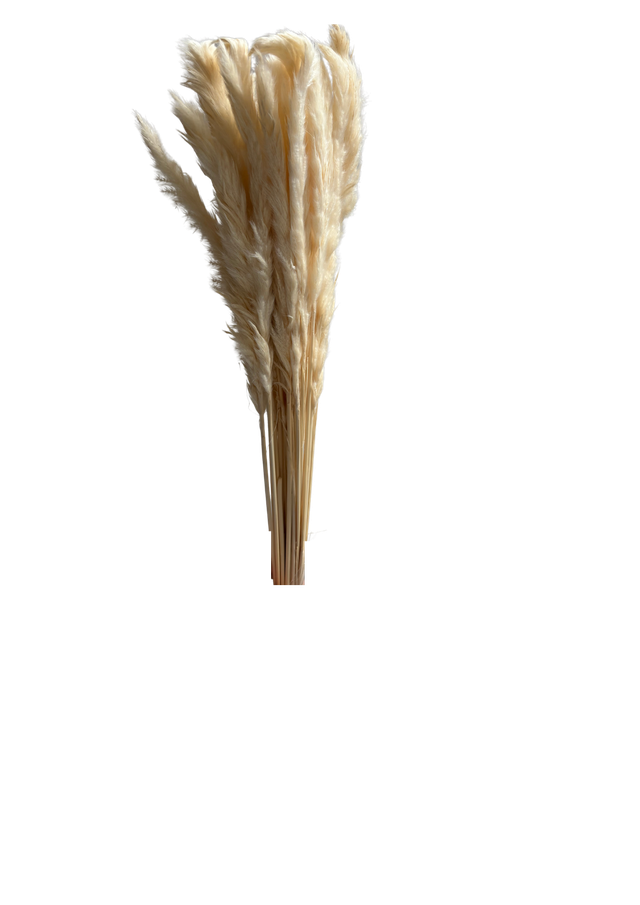 Mini Pampas