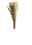 Mini Pampas