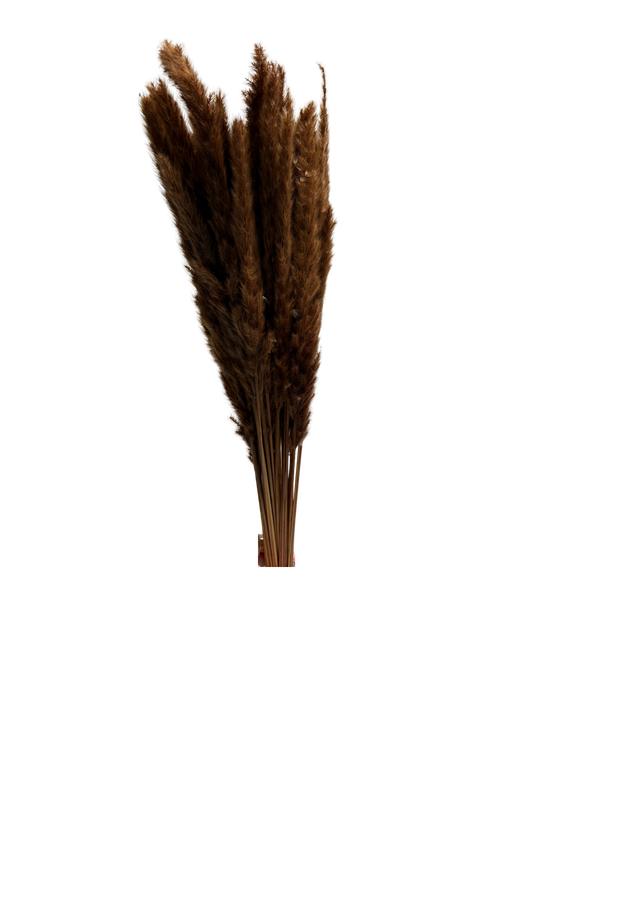 Mini Pampas