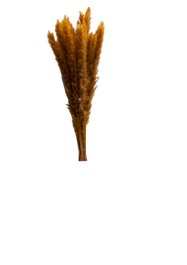 Mini Pampas