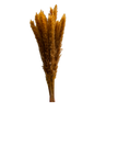 Mini Pampas