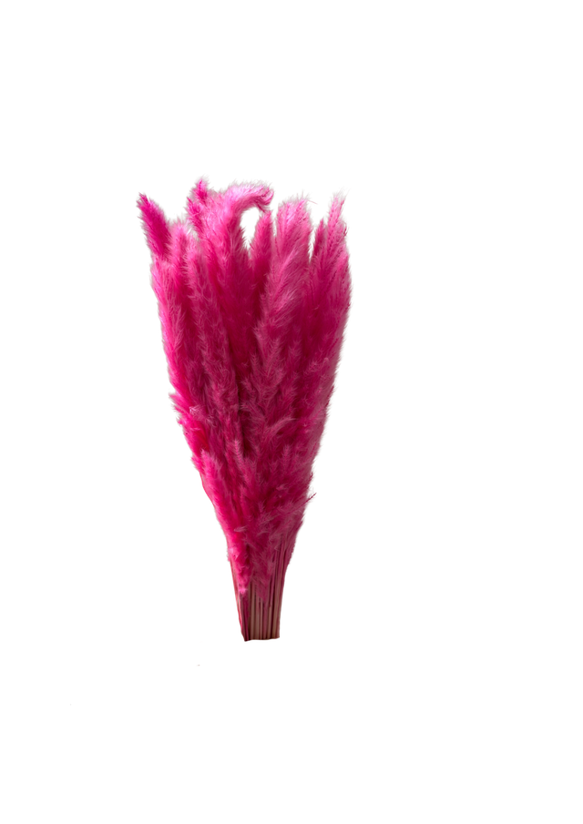 Mini Pampas