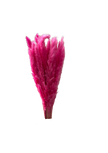 Mini Pampas
