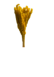 Mini Pampas