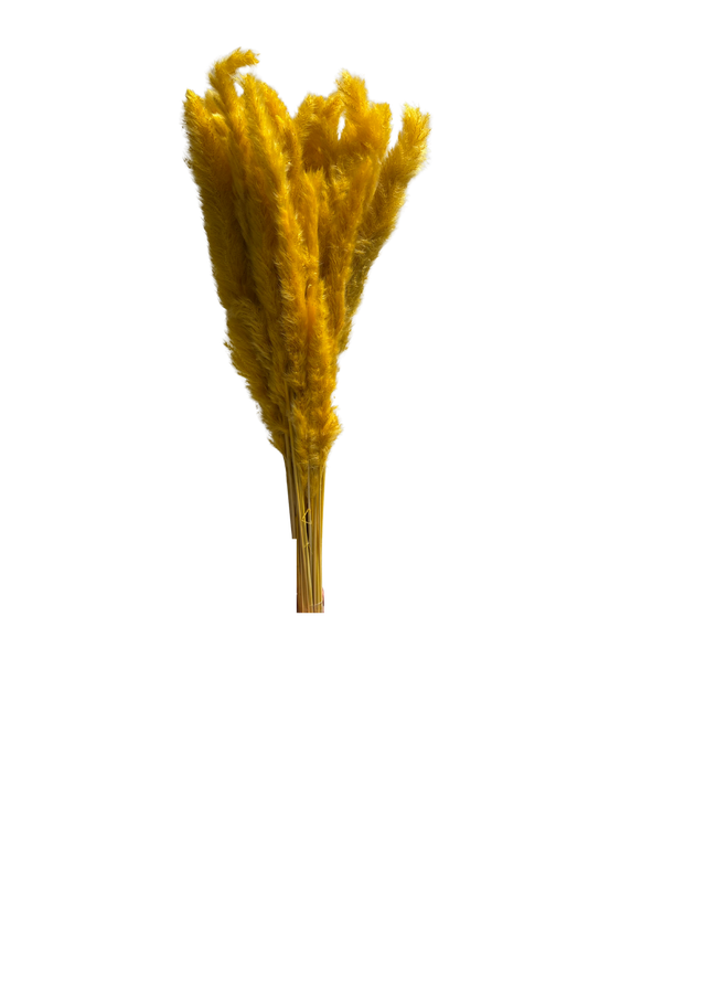 Mini Pampas