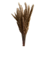 Mini Pampas