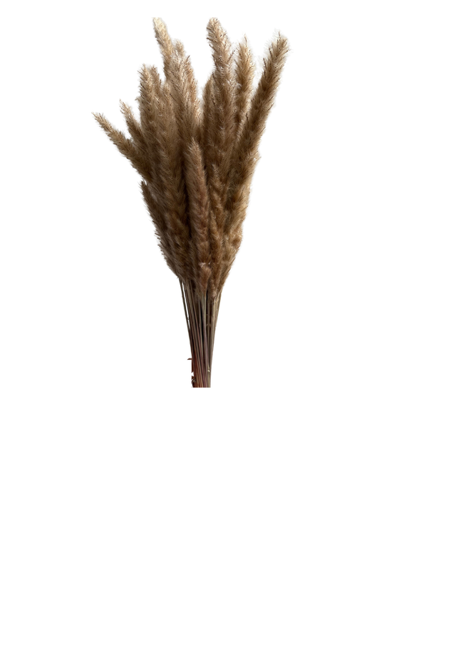 Mini Pampas