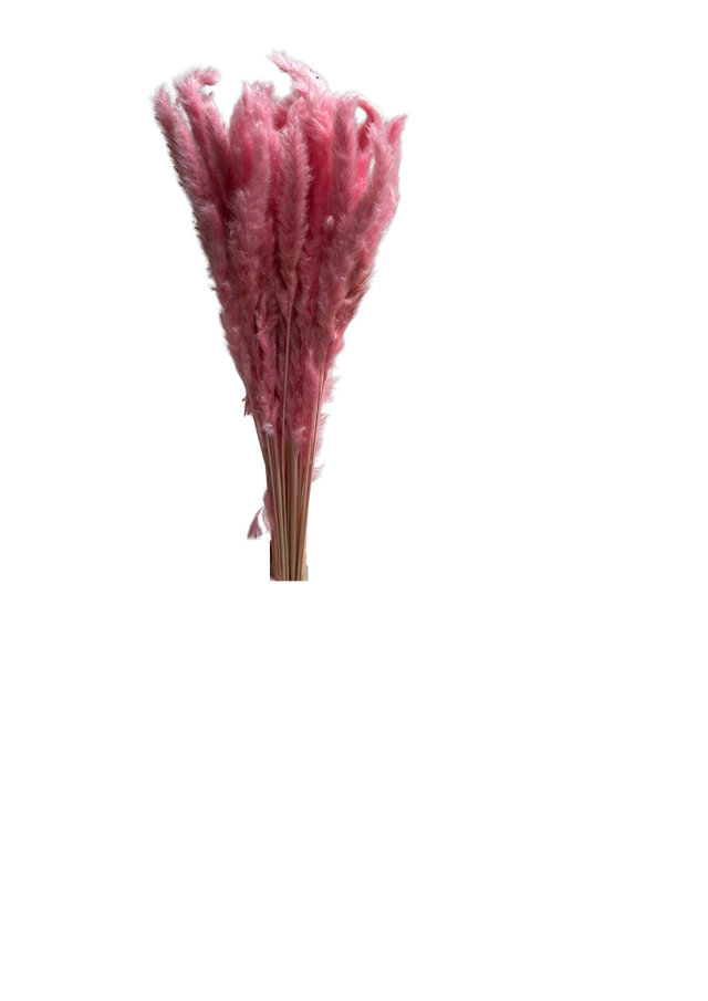 Mini Pampas
