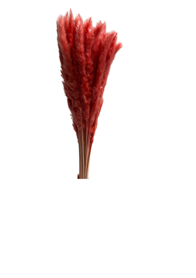 Mini Pampas