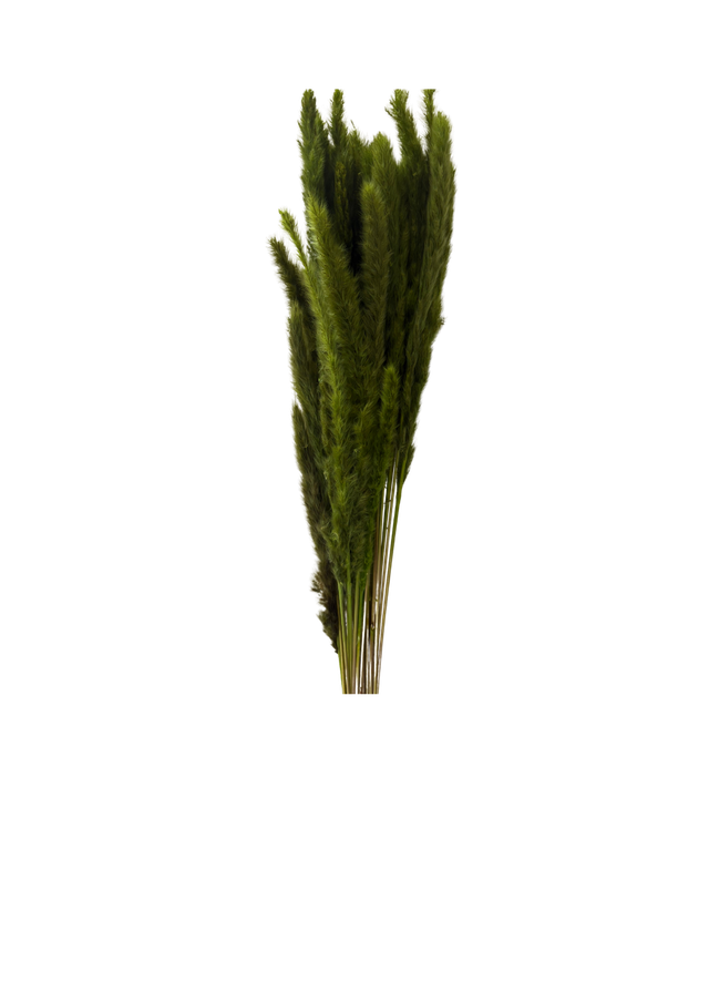 Mini Pampas