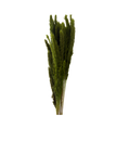 Mini Pampas