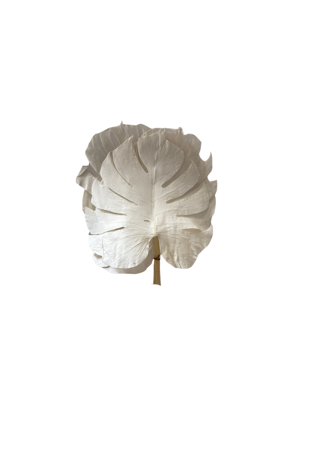 Monstera leaves