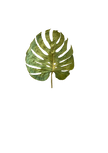 Monstera leaves