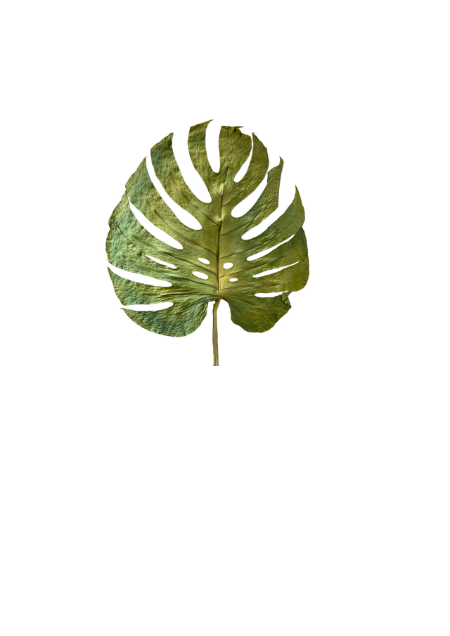 Monstera leaves