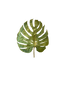 Monstera leaves
