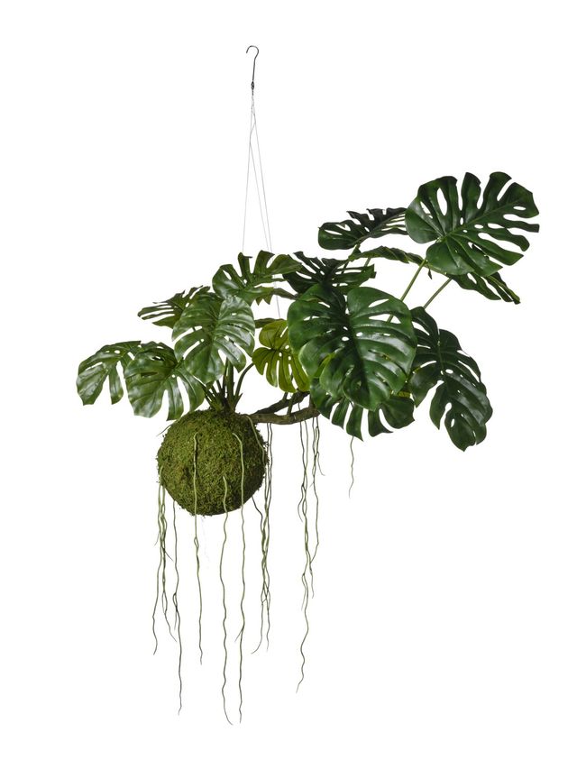 Monstera suspendu