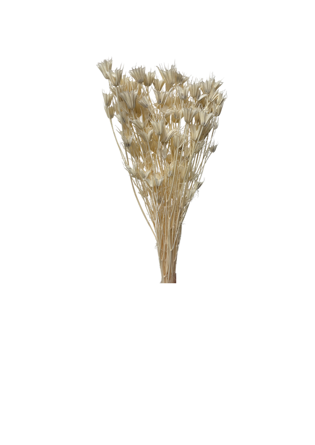 Nigella Orientalis