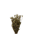 Nigella Orientalis