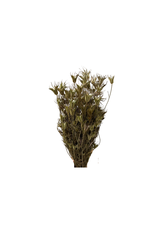 Nigella Orientalis