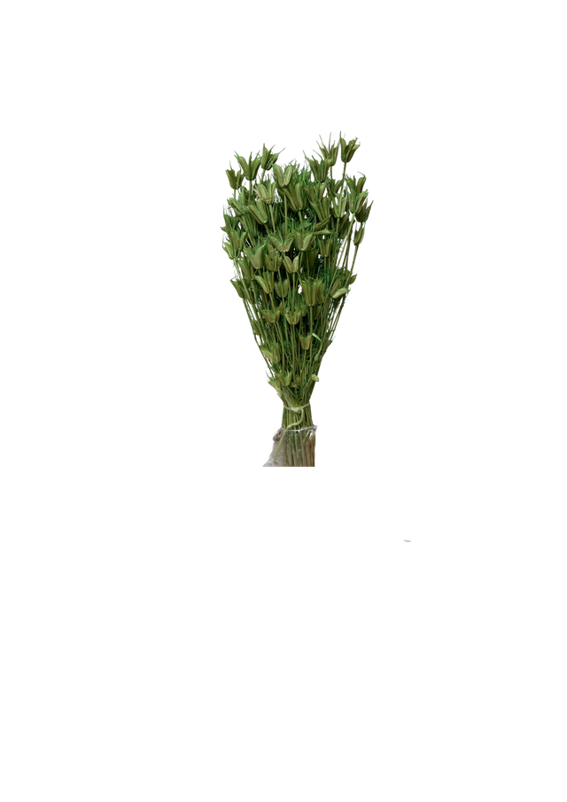 Nigella Orientalis
