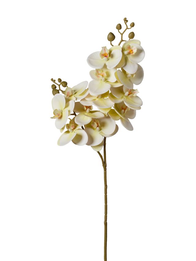 Orchidée