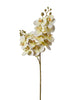 Orchidée