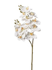 Orchidée
