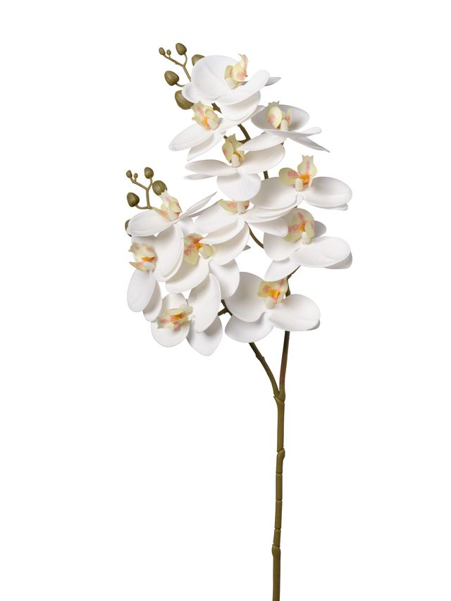 Orchidée
