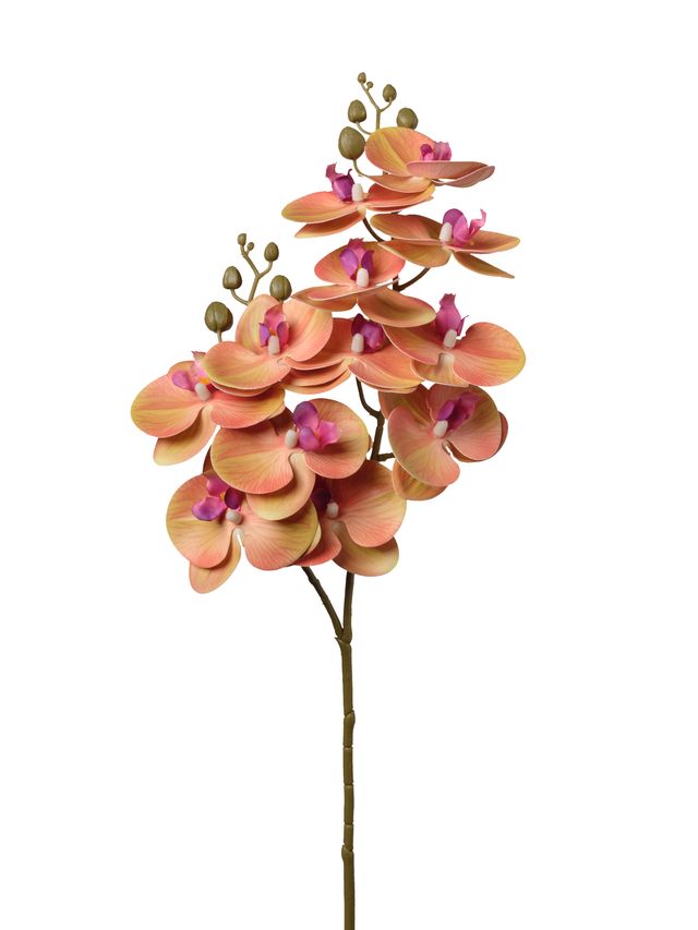 Orchidée