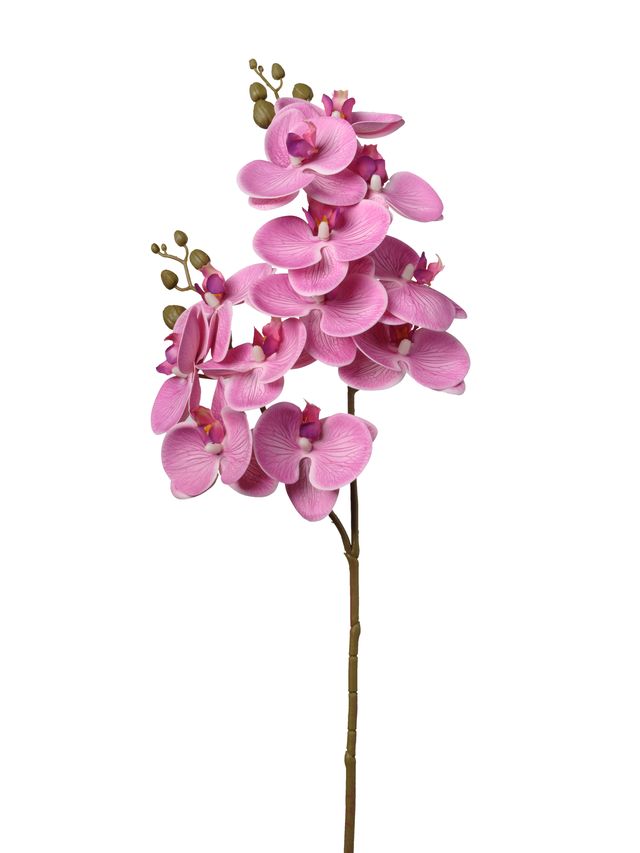 Orchidée