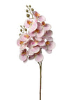 Orchidée