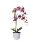 Orchidées 2 branches