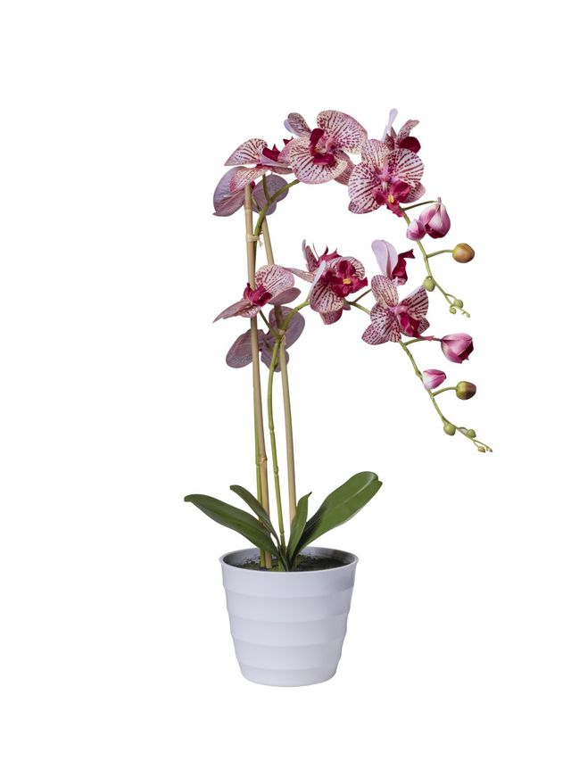 Orchidées 2 branches