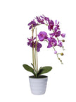Orchidées 2 branches