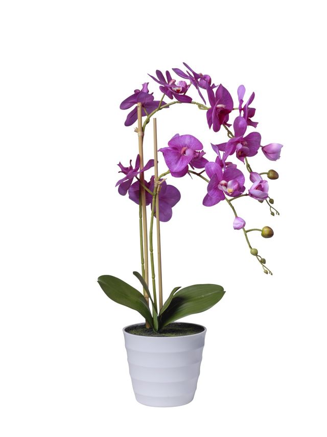 Orchidées 2 branches