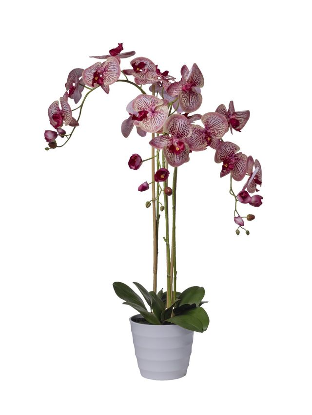 Orchidées 3 branches