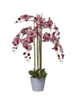 Orchidées 5 branches
