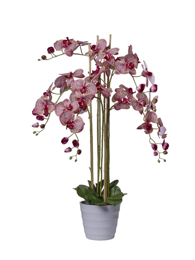 Orchidées 5 branches