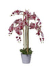 Orchidées 5 branches