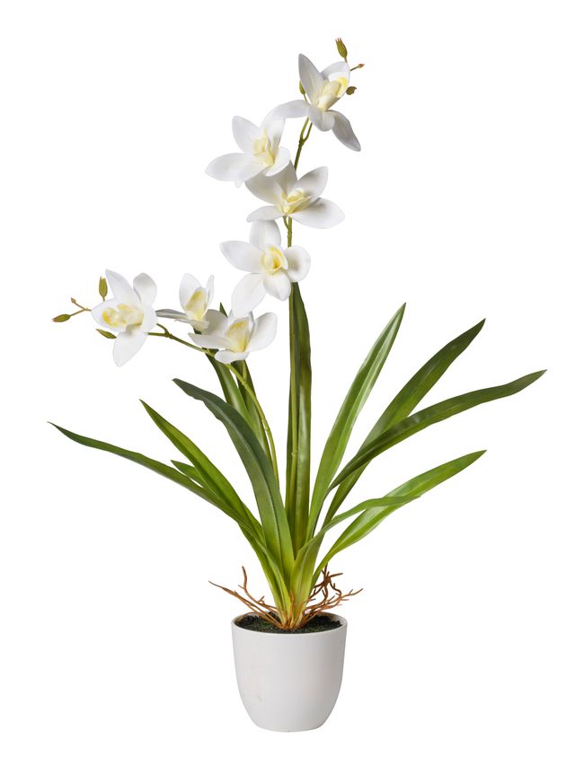 Orchidées avec pot